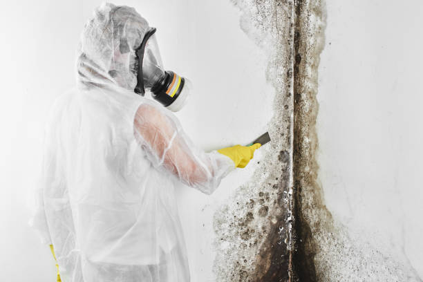 Professional Mold Removal in Nokesville, VA
