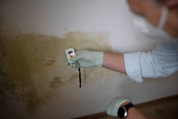 Best Same-Day Mold Removal  in Nokesville, VA