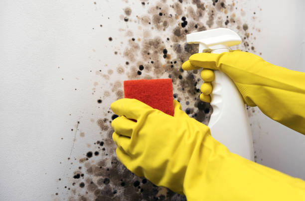 Best Mold Remediation Services  in Nokesville, VA