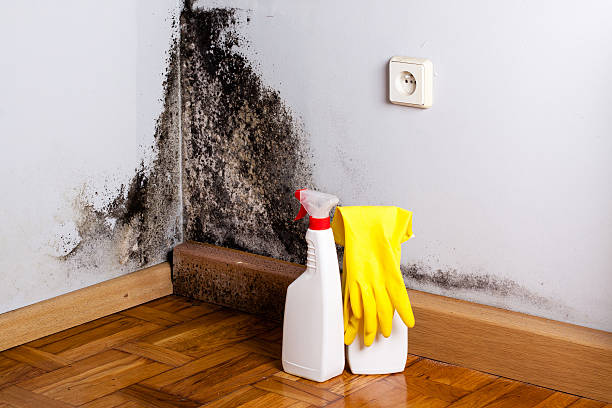 Best Professional Mold Removal  in Nokesville, VA