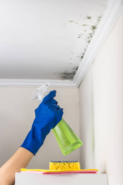 Best Black Mold Removal  in Nokesville, VA